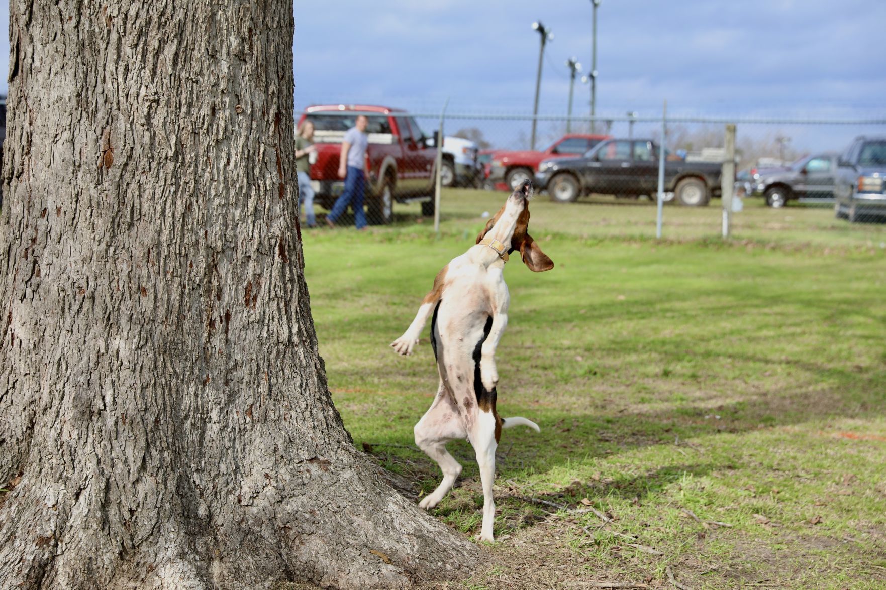 Grand American 2020